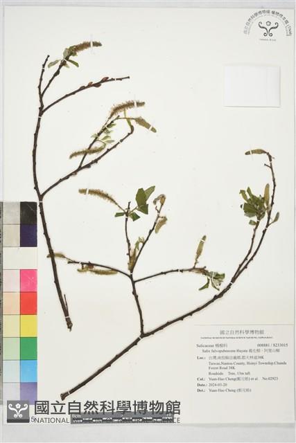 褐毛柳、阿里山柳藏品圖，第1張