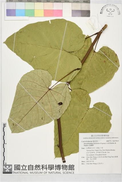 金鐘藤藏品圖，第1張