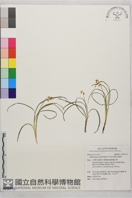 間型沿階草藏品圖，第1張