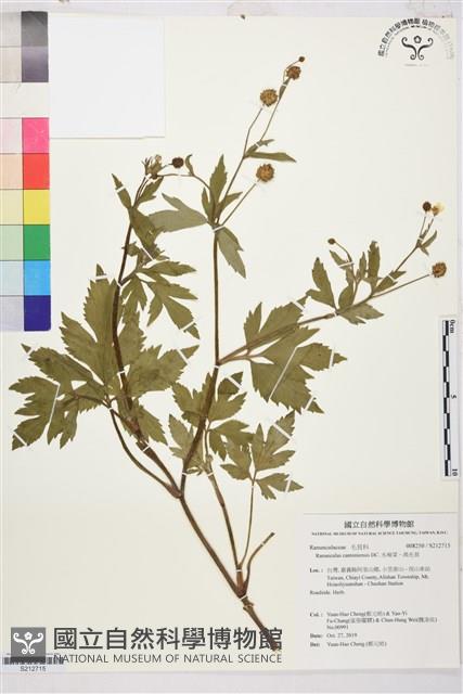 水辣菜、禺毛茛藏品圖，第1張