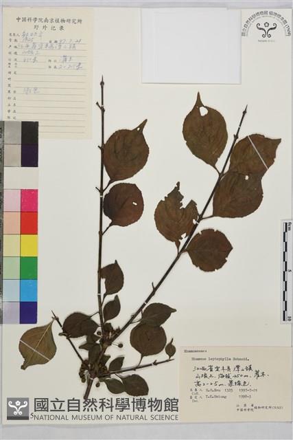 薄葉鼠李藏品圖，第1張