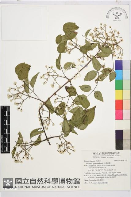 小蓑衣藤藏品圖，第1張