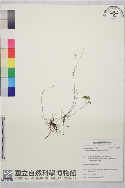 傅氏唐松草藏品圖，第1張