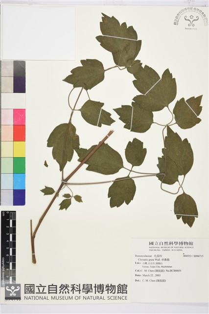 串鼻龍藏品圖，第1張