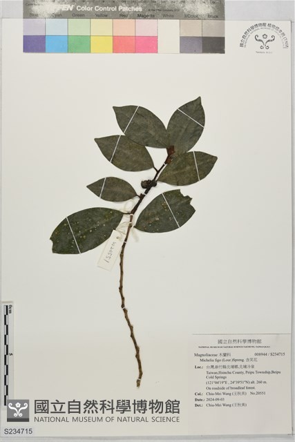 含笑花藏品圖，第1張