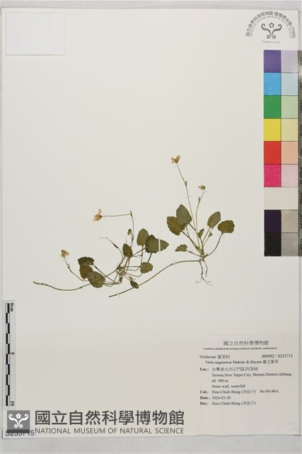 臺北菫菜藏品圖，第1張