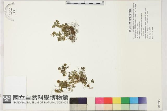 小花人字果藏品圖，第1張