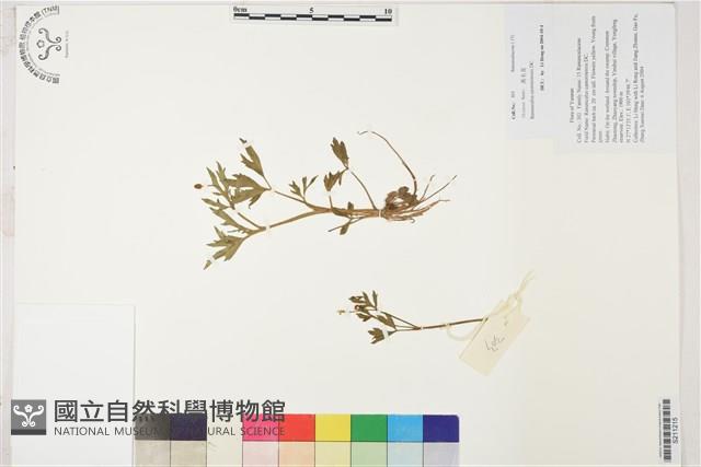 水辣菜、禺毛茛藏品圖，第1張