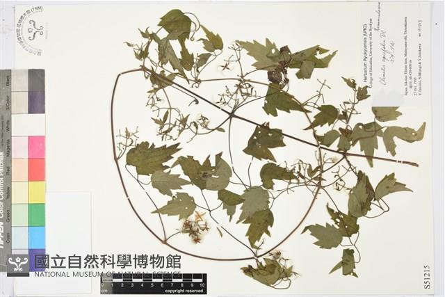 女萎藏品圖，第1張