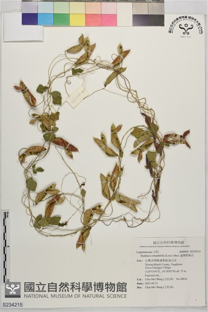 圓葉野扁豆藏品圖，第1張