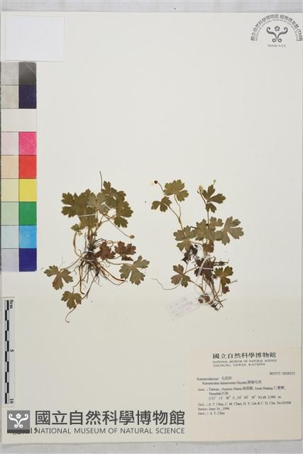 鹿場毛茛藏品圖，第1張