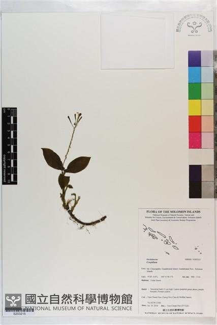 登錄號:S203215藏品圖，第1張