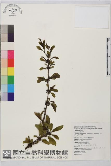 塔山鼠李藏品圖，第1張