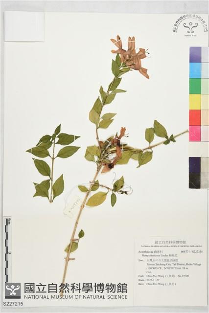 蜂鳥花藏品圖，第1張