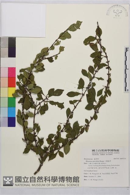 小葉鼠李藏品圖，第1張