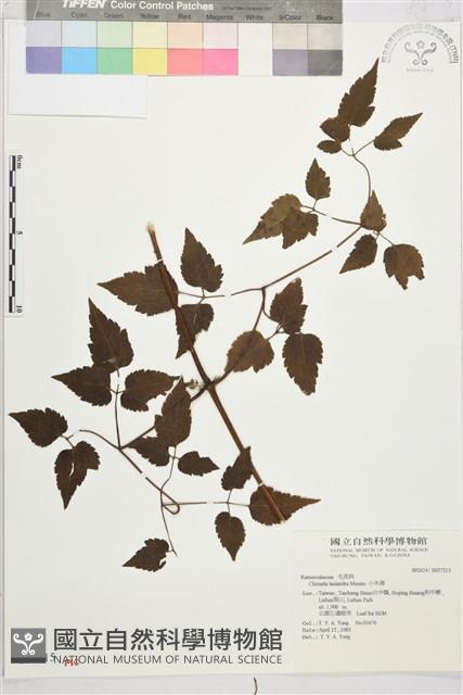 小木通藏品圖，第2張