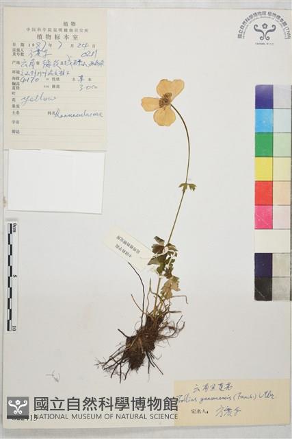 雲南金蓮花藏品圖，第1張