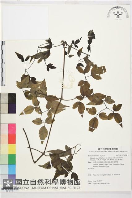 巴氏鐵線蓮藏品圖，第1張