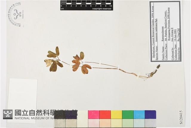 多被銀蓮花藏品圖，第1張