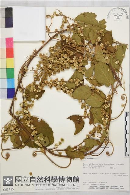 登錄號:S051415藏品圖，第1張