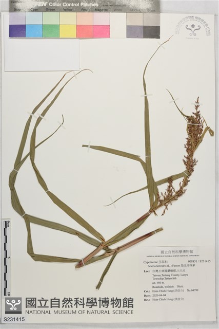 陸生珍珠茅藏品圖，第1張