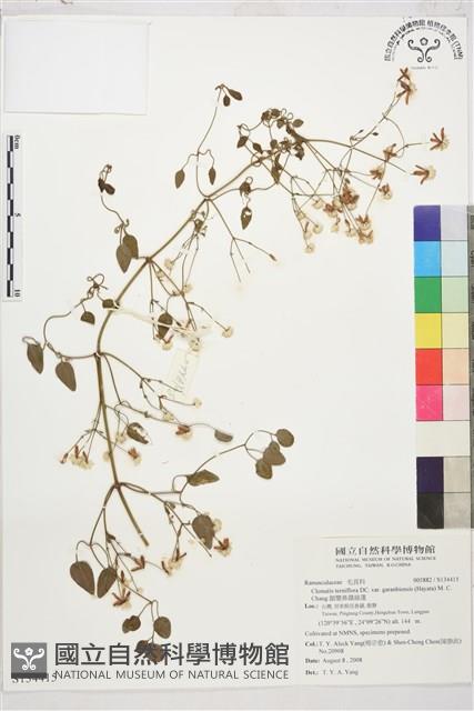 鵝鑾鼻鐵線蓮藏品圖，第1張