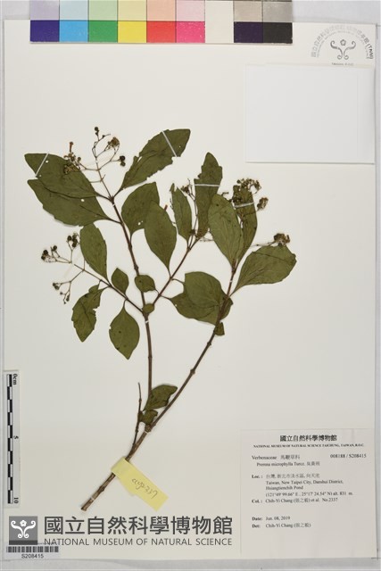 臭黃荊藏品圖，第1張