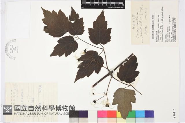 粗齒鐵線蓮藏品圖，第1張