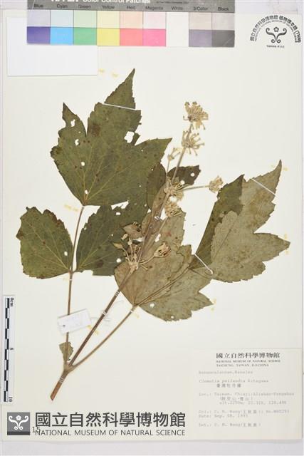 台灣牡丹藤、台灣草牡丹藏品圖，第1張