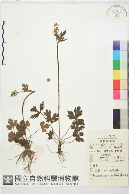 毛茛藏品圖，第1張