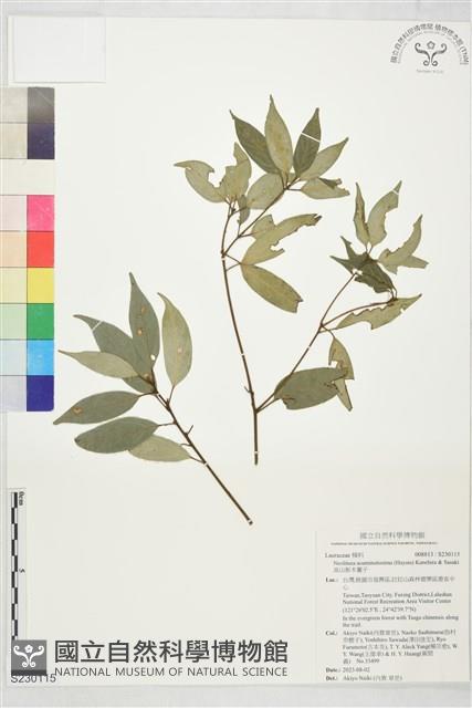 高山新木薑子藏品圖，第1張