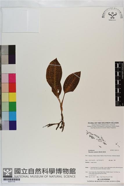 登錄號:S201115藏品圖，第1張