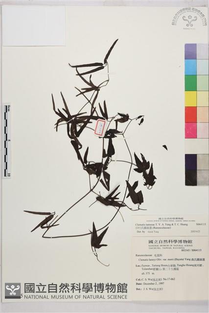 田村氏鐵線蓮藏品圖，第1張