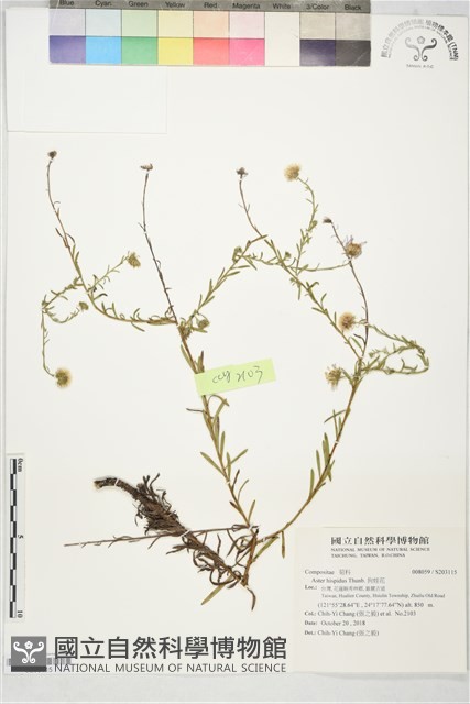 狗娃花藏品圖，第1張