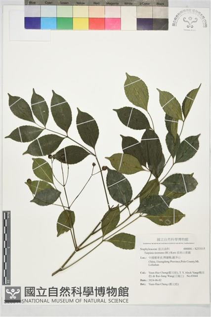 高地山香圓藏品圖，第1張