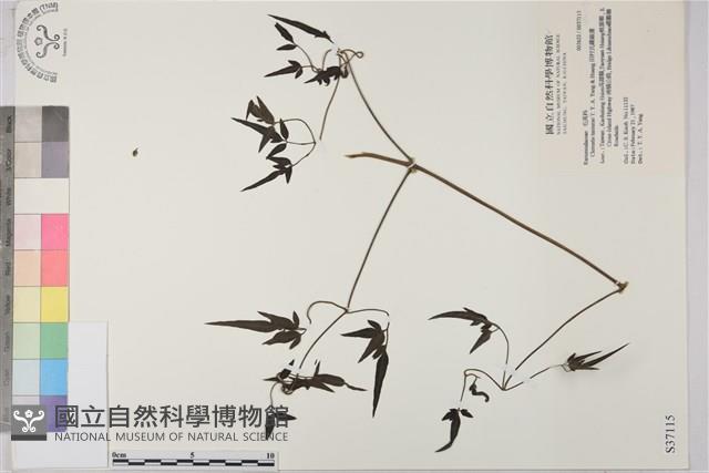 田村氏鐵線蓮藏品圖，第1張