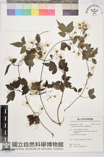 臺灣鐵線蓮藏品圖，第1張