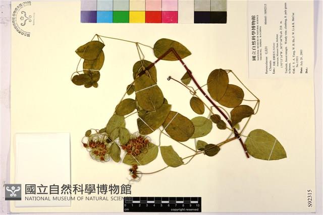 登錄號:S092315藏品圖，第1張