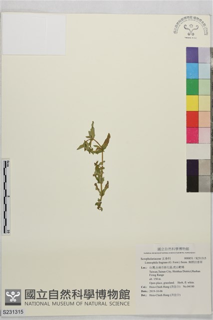 無柄田香草藏品圖，第1張