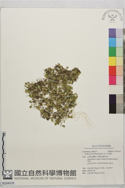 天胡荽藏品圖，第1張