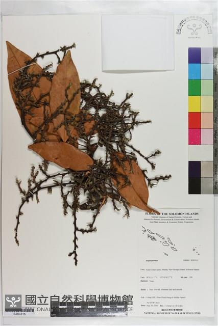 登錄號:S203315藏品圖，第1張