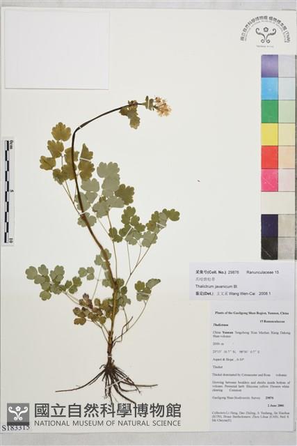 爪哇唐松草藏品圖，第1張