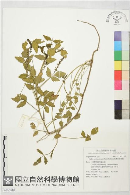 澳洲補骨脂藏品圖，第1張