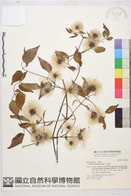 小木通藏品圖，第2張