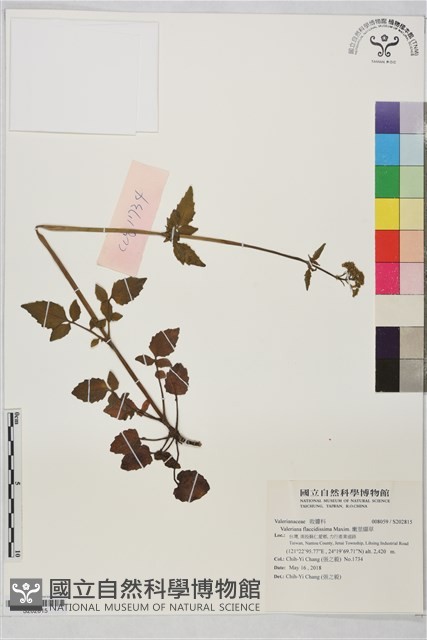 嫩莖纈草藏品圖，第1張