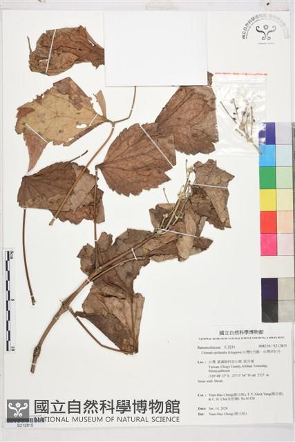 台灣牡丹藤、台灣草牡丹藏品圖，第1張