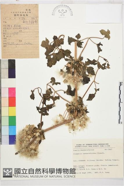 毛茛葉鐵線蓮藏品圖，第1張