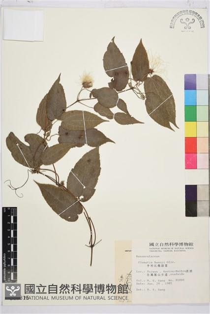 亨利氏鐵線蓮藏品圖，第2張