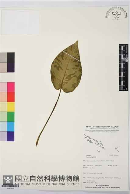 登錄號:S195815藏品圖，第1張