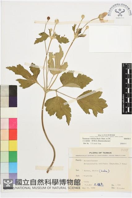 小白頭翁、野棉花藏品圖，第1張